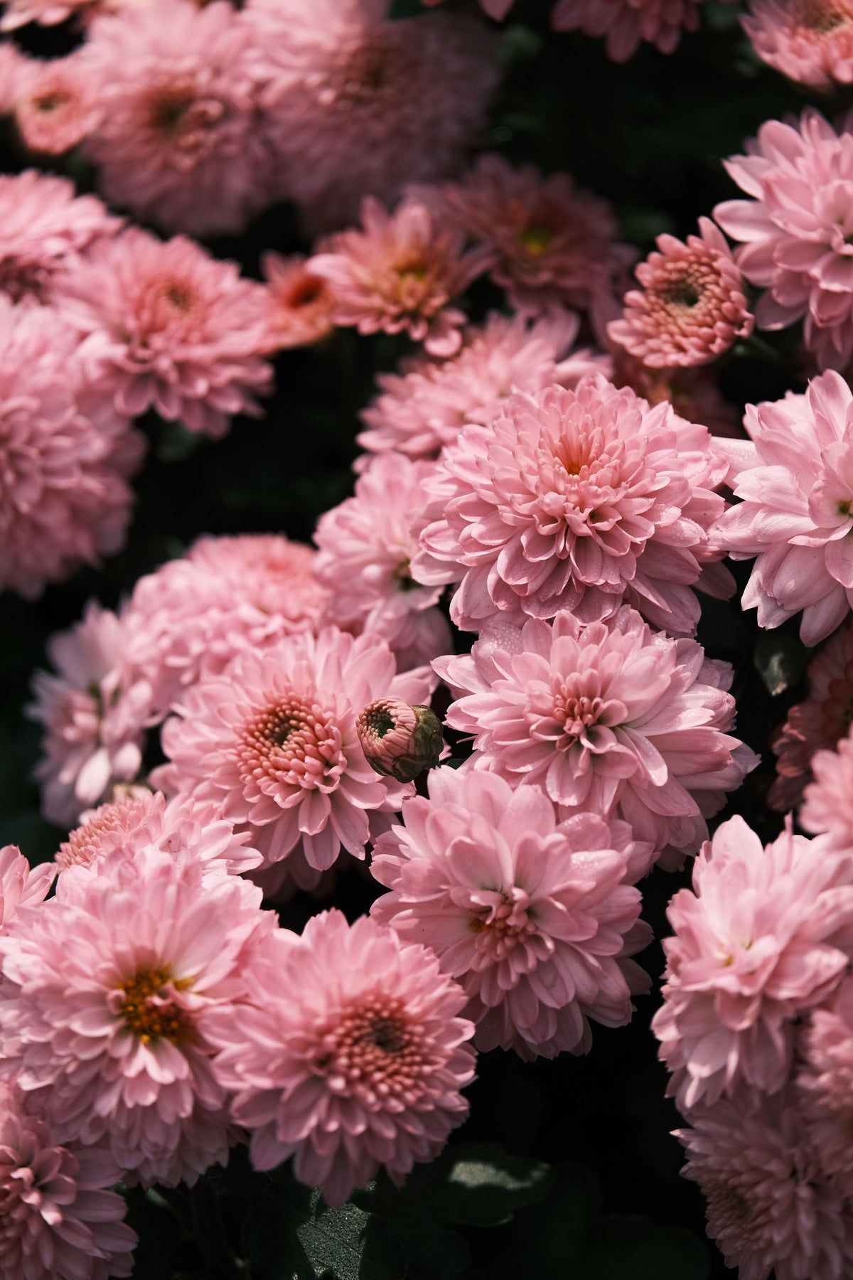 Blooming